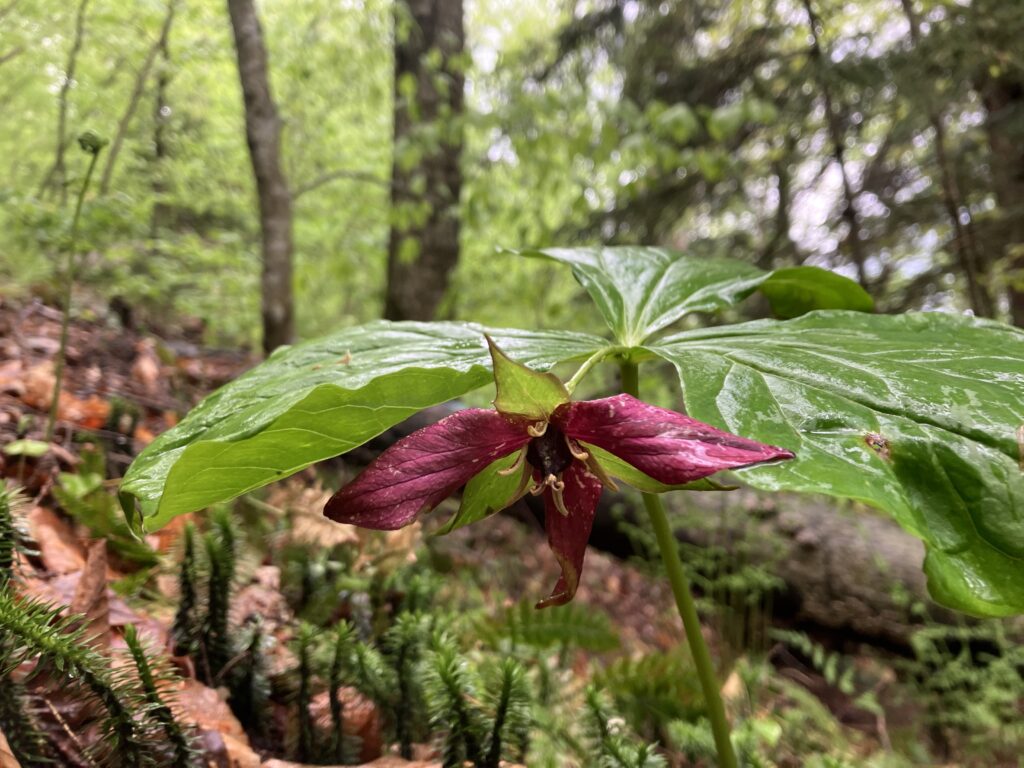 Trillium